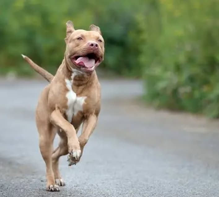 Pitbull